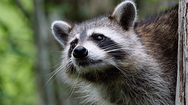 Family Cat Nonchalantly Lets Raccoon Enter Home Like He’s One Of The 