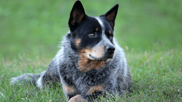 Brave Woman Tries to Bond With Her ‘Independent’ Blue Heeler and It ...