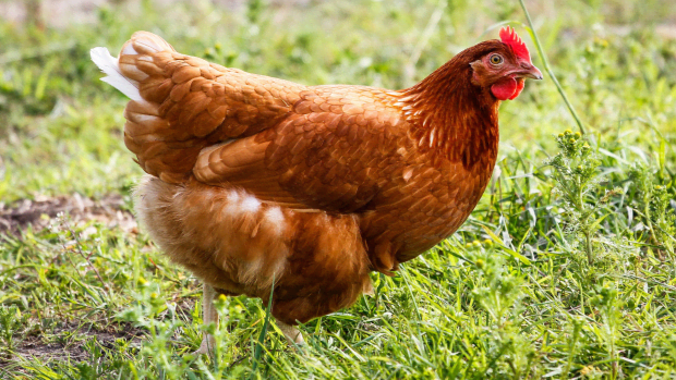 Throwback Video of Chicken Enjoying the Waves at Daytona Beach Is a ...