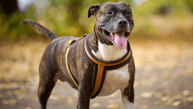 Velcro Pittie Ignores Other Pups At The Dog Park When Mom Is Around And 