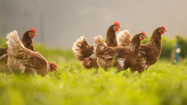 People Are Joking Chickens Are 'Plotting Something' After Catching Them ...