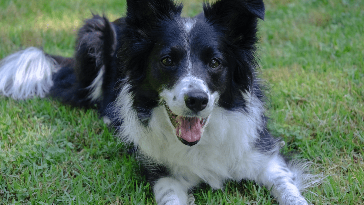 What are the Pros And Cons of a Border Collie? Essential Insights