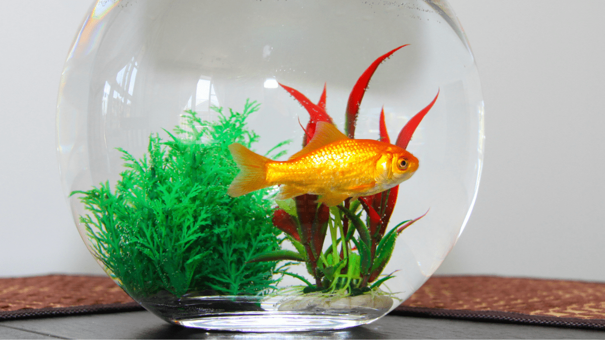 Caring for Your Goldfish in a Fish Bowl Without an Air Pump 