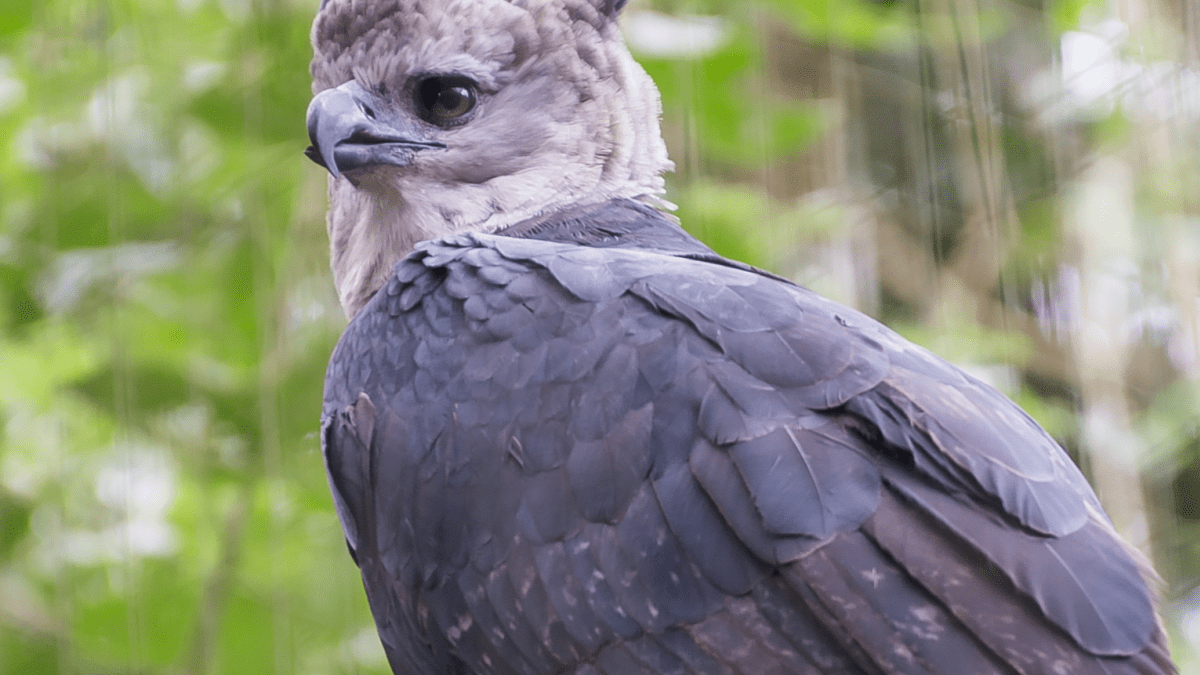 Harpy Eagle landing  Harpy eagle, Birds of prey, Beautiful birds