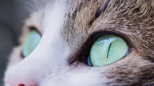 Polysporin pink eye drops for cats shop