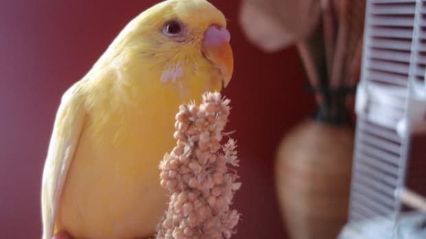 Parakeet snacks best sale
