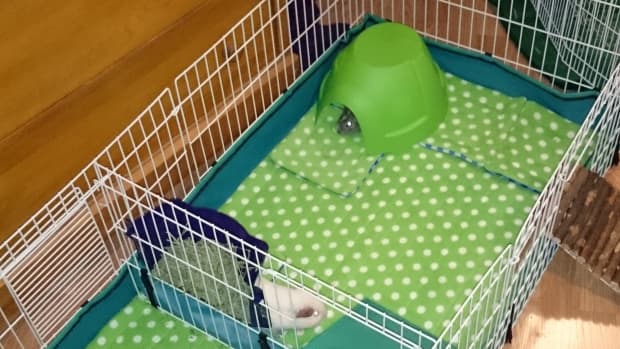 How to Make Your Guinea Pig Comfortable in Its Cage PetHelpful