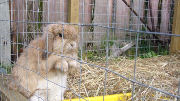 Outdoor rabbit care best sale