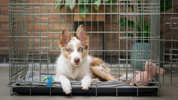 What size crate for a golden retriever puppy on sale