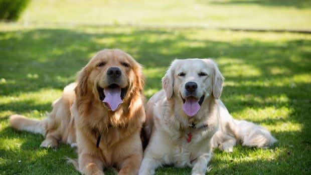 Golden best sale retriever crocs