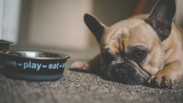 What to do if my cat ate cooked chicken bones cheap