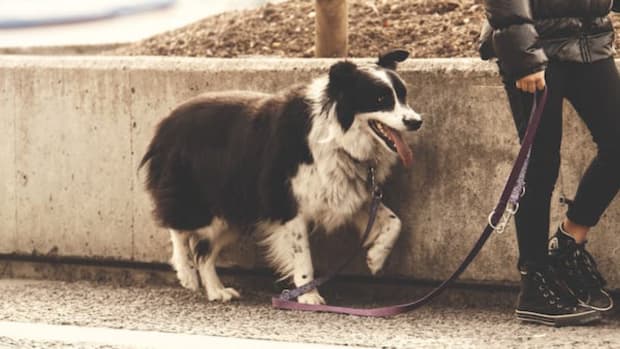 My dog always pulls on walks clearance