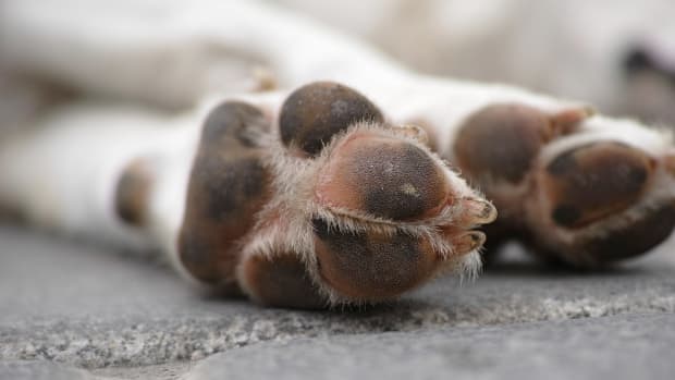 Pad on back of dog's leg top