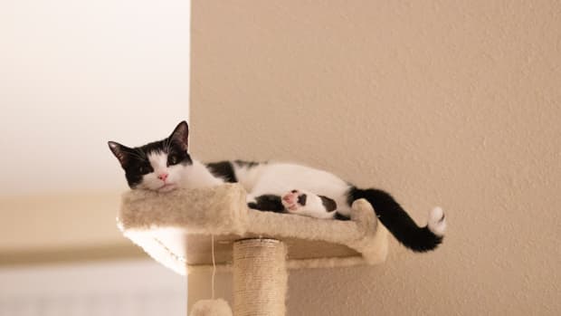 How to Re Carpet Your Cat Tower PetHelpful