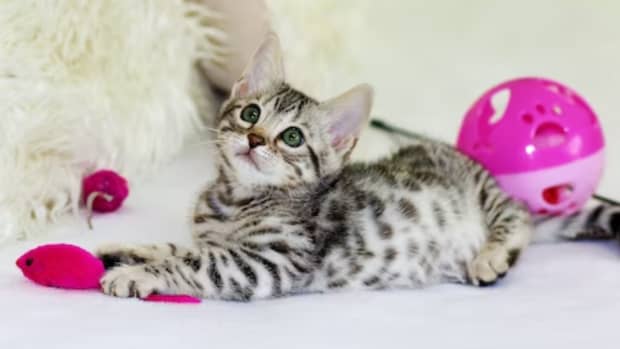 Cat toys for independent play new arrivals