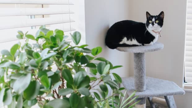 Re carpet cat tree hotsell