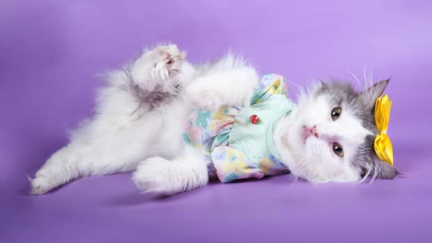 Target matching cat hotsell pajamas