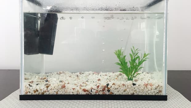 Setting up a tropical fish tank outlet