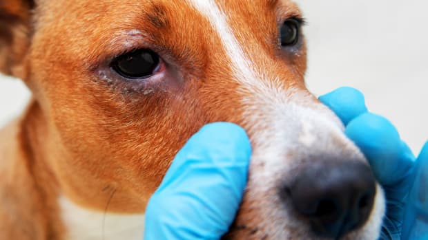 Pyoderma in Dogs Home Treatment and Remedies PetHelpful