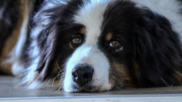 Australian Shepherd Falls in Love with Internet Repair Dude 5