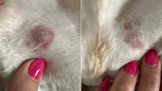 Pyoderma in Dogs Home Treatment and Remedies PetHelpful