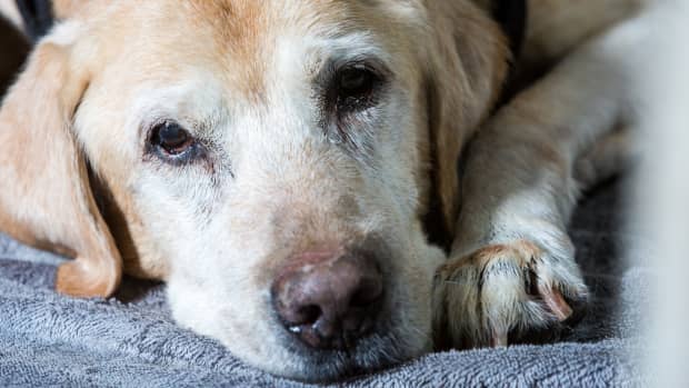 Old yellow lab shop