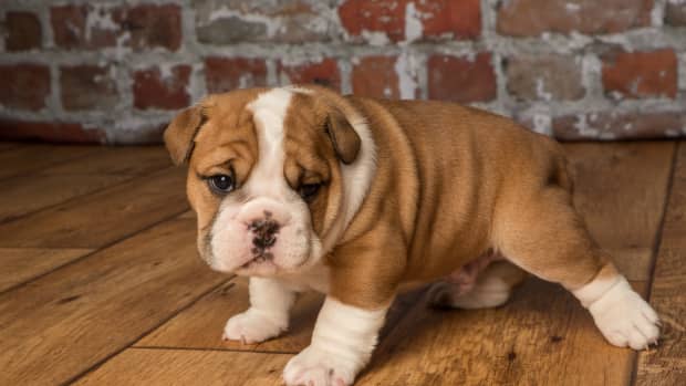 Tiny bulldog puppies 2025