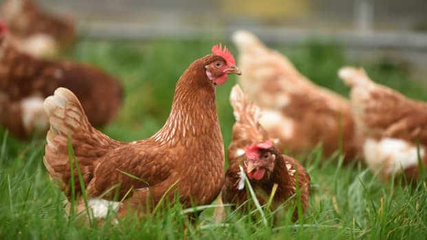 Chicken floaties clearance