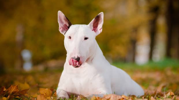 Staffordshire Terrier s Ghost Halloween Costume Is Just