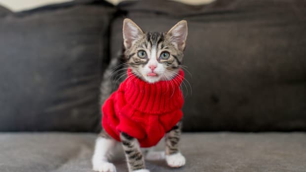 Woman Crochets Adorable Sweater for Her Bestie s New Kitten and