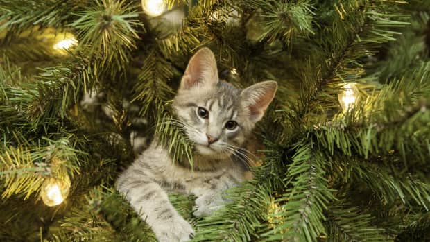 Real christmas tree cats cheap