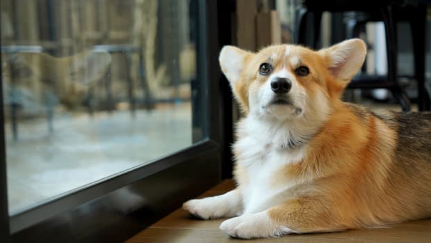 Corgi tap hot sale dancing
