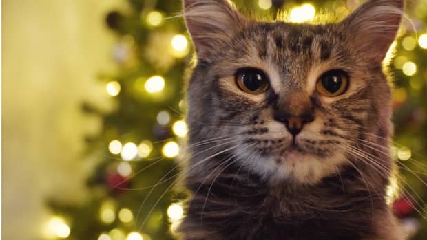 Precious Cat Christmas Leggings Are Putting Us in a Holiday Mood