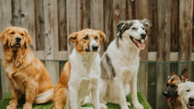 Carries doggy day care sales