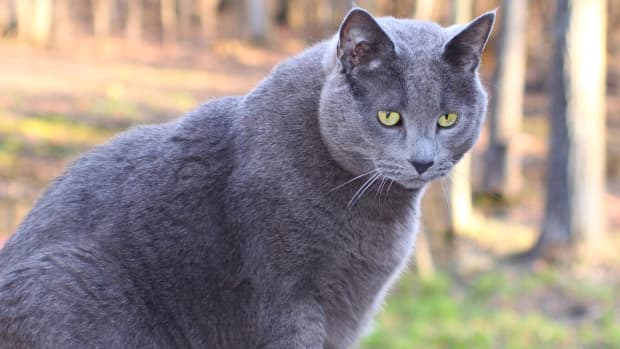 Vet Approved Homemade Cat Food Recipe Easy Healthy and Cheap PetHelpful