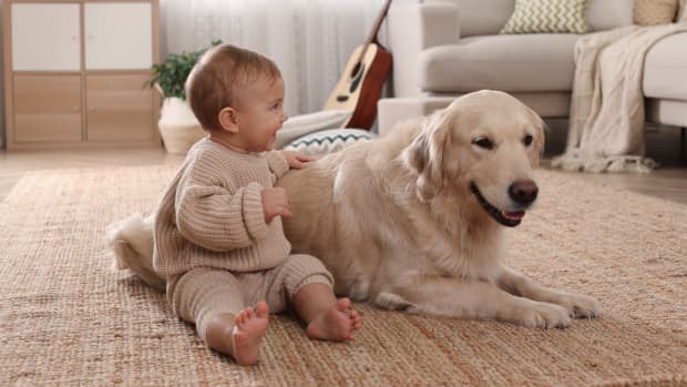 Dog knocks down baby gate best sale