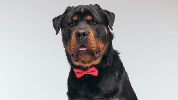Rottweiler best sale dressed up