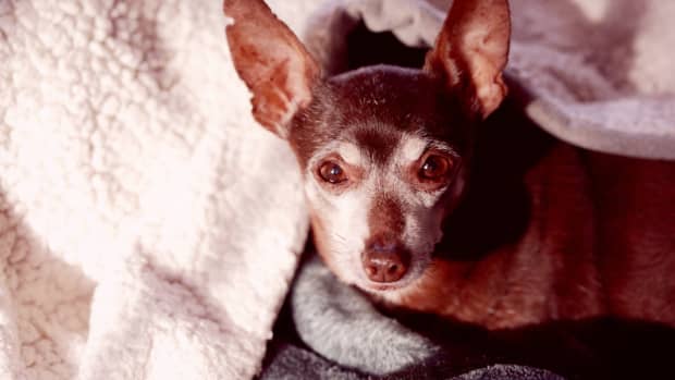Elderly Special Needs Chihuahua Is Such a Joyful Messy Eater