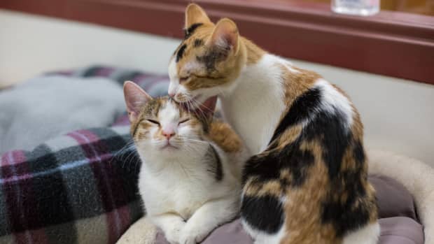Man Starts New Cocktail Trend by Treating Cat to a Pint Sized