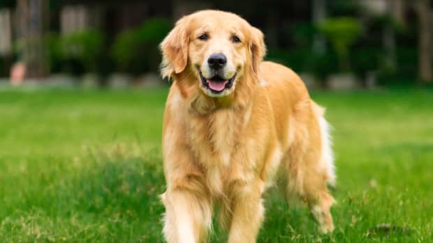 Golden 2025 newfoundland dog