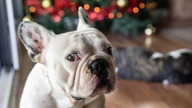 Bulldog Dressed Up as a Snowman Refuses To Get in the Christmas