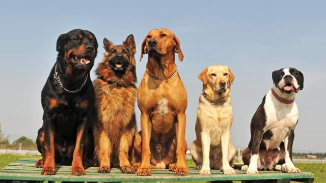 Top purebred dogs clearance