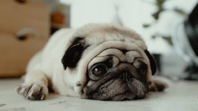 Pug pajamas for pugs on sale