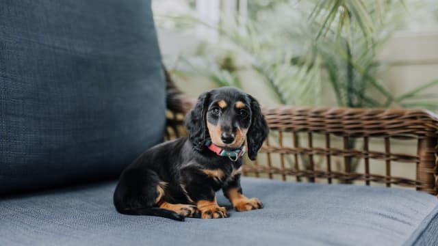 Adorable Mini Dachshund Trying to Walk in Socks Is Breaking the