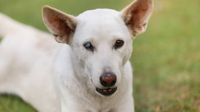 Rescue Pup with No Eyes Has the Sweetest Way of Playing Fetch