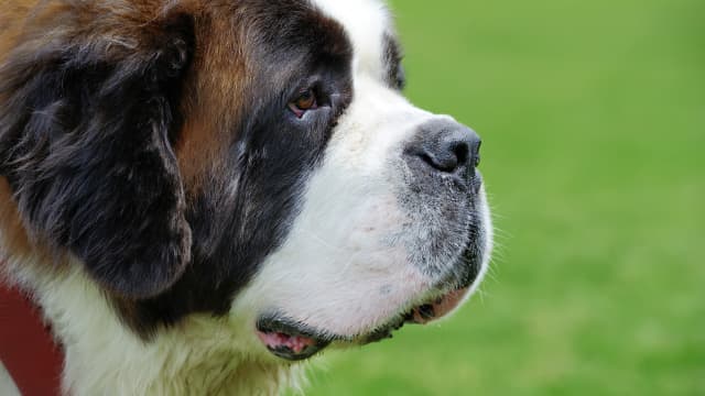 9 month old sale st bernard