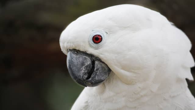Cockatoo and shop dog