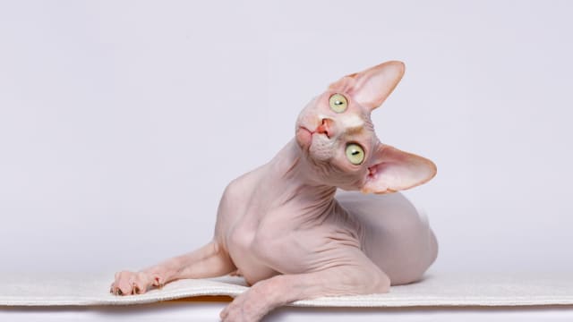 Funny sphynx sales cat videos
