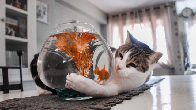 Betta fish and cats cheap