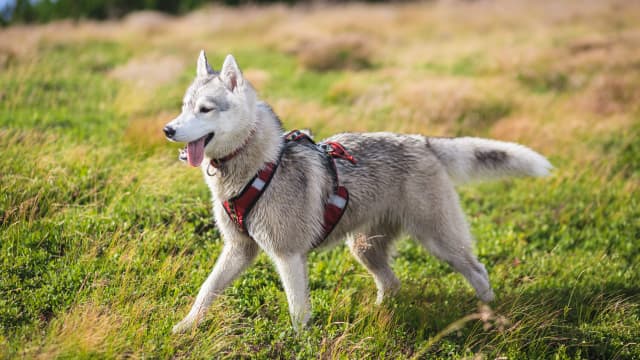 Siberian husky hiking best sale